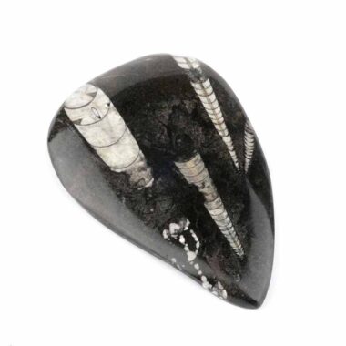 Orthoceras | Nautiloide – Kopffüßer Marokko Länge ca. 132 mm Edelsteine Heilsteine bei Wunderstein24