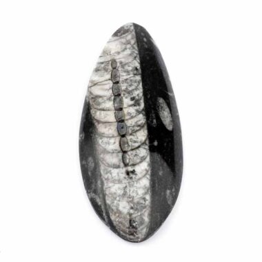 Orthoceras | Nautiloide – Kopffüßer Marokko Länge ca. 121 mm Edelsteine Heilsteine bei Wunderstein24