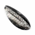 Orthoceras | Nautiloide – Kopffüßer Marokko Länge ca. 121 mm Edelsteine Heilsteine bei Wunderstein24