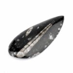 Orthoceras | Nautiloide – Kopffüßer Marokko Länge ca. 139 mm Edelsteine Heilsteine bei Wunderstein24