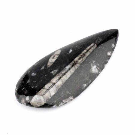 Orthoceras | Nautiloide – Kopffüßer Marokko Länge ca. 139 mm Edelsteine Heilsteine bei Wunderstein24