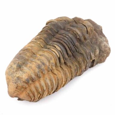 Trilobiten