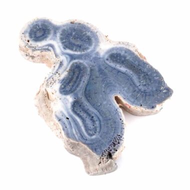 Blaue Koralle versteinert Scheibe | Platte Natur in bester Farbe und Maserung Edelsteine Heilsteine bei Wunderstein24