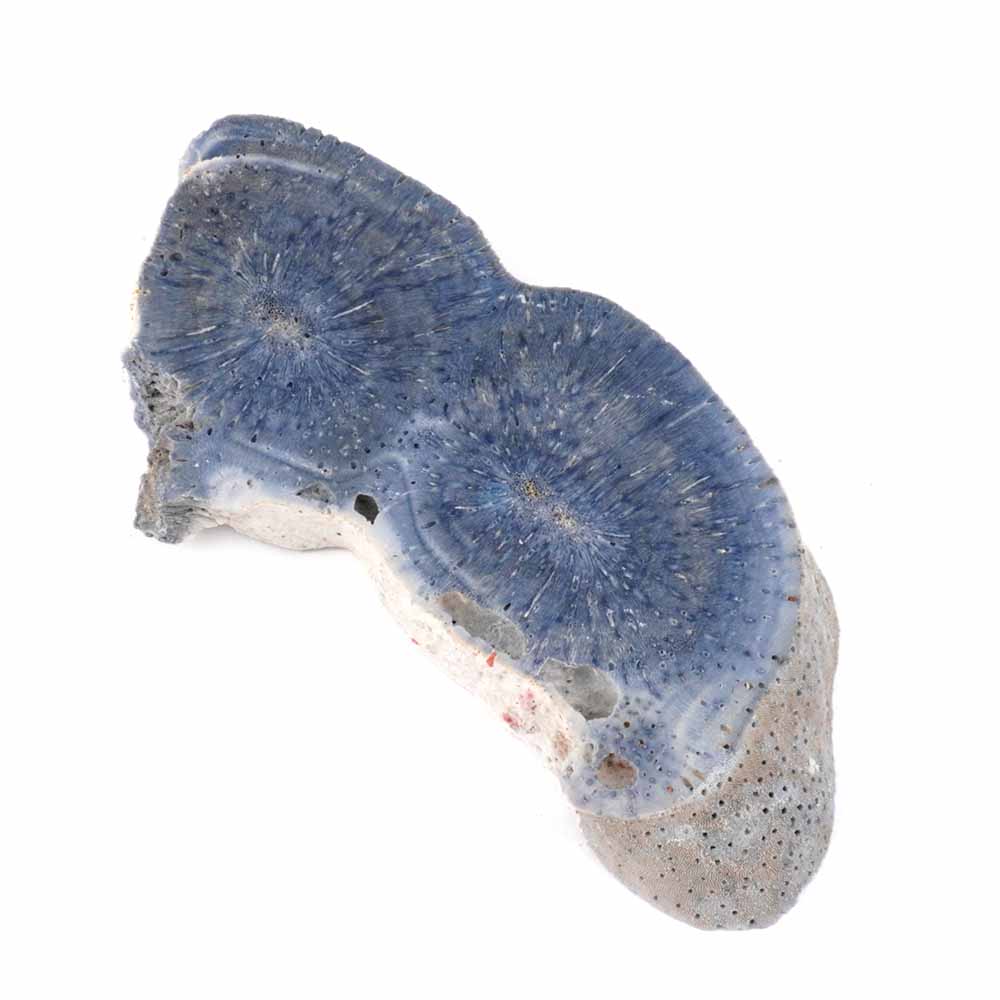 Blaue Koralle versteinert Scheibe | Platte Natur in bester Farbe und Maserung Edelsteine Heilsteine bei Wunderstein24 Blaue Koralle versteinert Scheibe | Platte Natur in bester Farbe und Maserung Edelsteine Heilsteine bei Wunderstein24