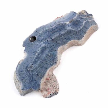 Blaue Koralle versteinert Scheibe | Platte Natur in bester Farbe und Maserung Edelsteine Heilsteine bei Wunderstein24