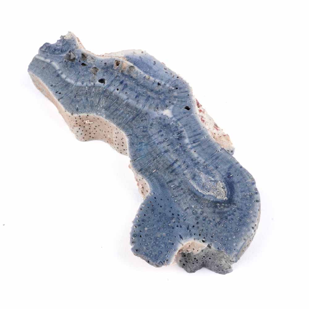 Blaue Koralle versteinert Scheibe | Platte Natur in bester Farbe und Maserung Edelsteine Heilsteine bei Wunderstein24 Blaue Koralle versteinert Scheibe | Platte Natur in bester Farbe und Maserung Edelsteine Heilsteine bei Wunderstein24