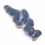 Blaue Koralle versteinert Scheibe | Platte Natur in bester Farbe und Maserung Edelsteine Heilsteine bei Wunderstein24