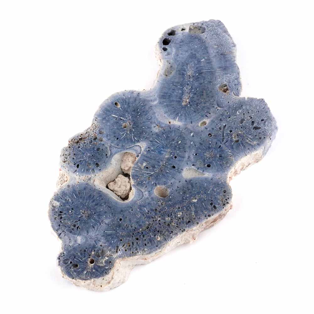 Blaue Koralle versteinert Scheibe | Platte Natur in bester Farbe und Maserung Edelsteine Heilsteine bei Wunderstein24 Blaue Koralle versteinert Scheibe | Platte Natur in bester Farbe und Maserung Edelsteine Heilsteine bei Wunderstein24