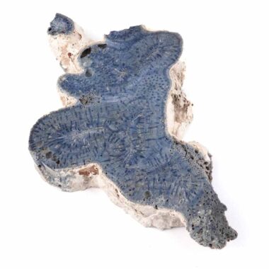 Blaue Koralle versteinert Scheibe | Platte Natur in bester Farbe und Maserung Edelsteine Heilsteine bei Wunderstein24