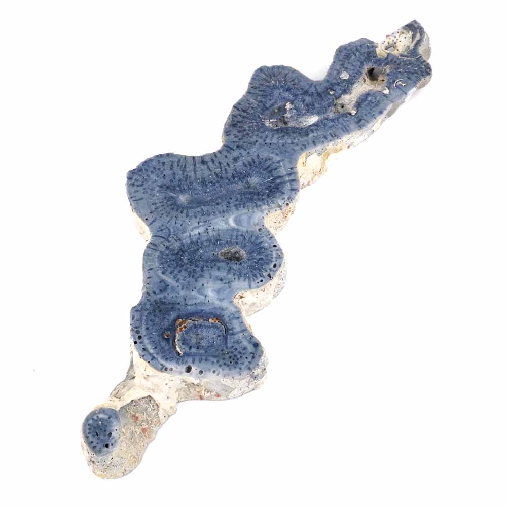 Blaue Koralle versteinert Scheibe | Platte Natur in bester Farbe und Maserung Edelsteine Heilsteine bei Wunderstein24 Blaue Koralle versteinert Scheibe | Platte Natur in bester Farbe und Maserung Edelsteine Heilsteine bei Wunderstein24