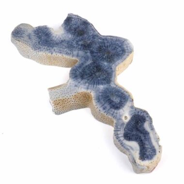 Blaue Koralle versteinert Scheibe | Platte Natur in bester Farbe und Maserung Edelsteine Heilsteine bei Wunderstein24