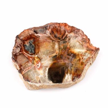 Versteinertes Holz Scheibe | Platte bunt Natur in bester Farbe und Maserung Edelsteine Heilsteine bei Wunderstein24