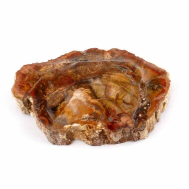 Versteinertes Holz Scheibe | Platte bunt Natur in bester Farbe und Maserung Edelsteine Heilsteine bei Wunderstein24