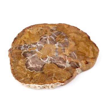 Versteinertes Holz Scheibe | Platte bunt Natur in bester Farbe und Maserung Edelsteine Heilsteine bei Wunderstein24