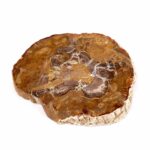 Versteinertes Holz Scheibe | Platte bunt Natur in bester Farbe und Maserung Edelsteine Heilsteine bei Wunderstein24