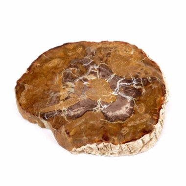 Versteinertes Holz Scheibe | Platte bunt Natur in bester Farbe und Maserung Edelsteine Heilsteine bei Wunderstein24