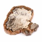 Versteinertes Holz Scheibe | Platte bunt Natur in bester Farbe und Maserung Edelsteine Heilsteine bei Wunderstein24