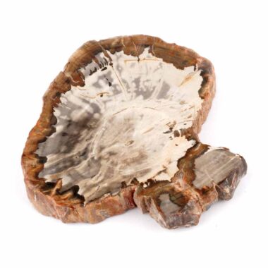 Versteinertes Holz Scheibe | Platte bunt Natur in bester Farbe und Maserung Edelsteine Heilsteine bei Wunderstein24