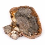 Versteinertes Holz Scheibe | Platte bunt Natur in bester Farbe und Maserung Edelsteine Heilsteine bei Wunderstein24