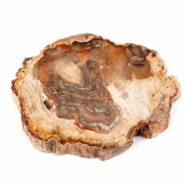 Versteinertes Holz Scheibe | Platte bunt Natur in bester Farbe und Maserung Edelsteine Heilsteine bei Wunderstein24