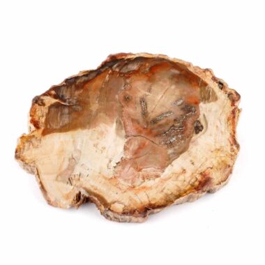 Versteinertes Holz Scheibe | Platte bunt Natur in bester Farbe und Maserung Edelsteine Heilsteine bei Wunderstein24