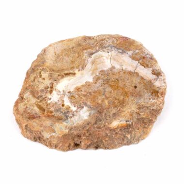 Versteinertes Holz Scheibe | Platte bunt Natur in bester Farbe und Maserung Edelsteine Heilsteine bei Wunderstein24