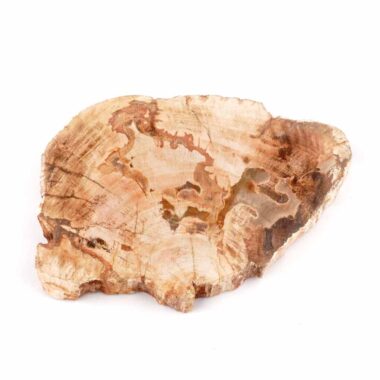 Versteinertes Holz Scheibe | Platte bunt Natur in bester Farbe und Maserung Edelsteine Heilsteine bei Wunderstein24