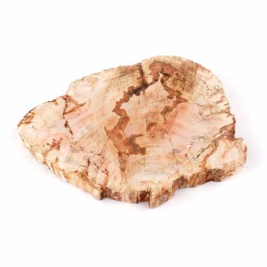 Versteinertes Holz Scheibe | Platte bunt Natur in bester Farbe und Maserung Edelsteine Heilsteine bei Wunderstein24