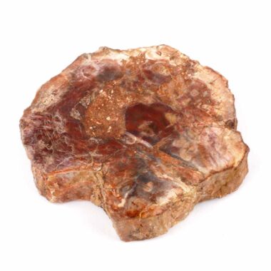 Versteinertes Holz Scheibe | Platte bunt Natur in bester Farbe und Maserung Edelsteine Heilsteine bei Wunderstein24