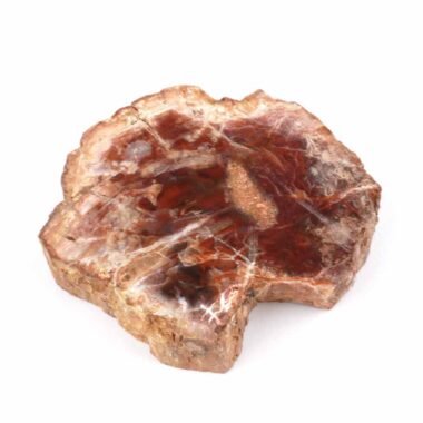 Versteinertes Holz Scheibe | Platte bunt Natur in bester Farbe und Maserung Edelsteine Heilsteine bei Wunderstein24