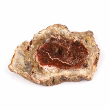 Versteinertes Holz Scheibe | Platte bunt Natur in bester Farbe und Maserung Edelsteine Heilsteine bei Wunderstein24