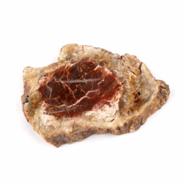 Versteinertes Holz Scheibe | Platte bunt Natur in bester Farbe und Maserung Edelsteine Heilsteine bei Wunderstein24