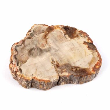 Versteinertes Holz Scheibe | Platte bunt Natur in bester Farbe und Maserung Edelsteine Heilsteine bei Wunderstein24