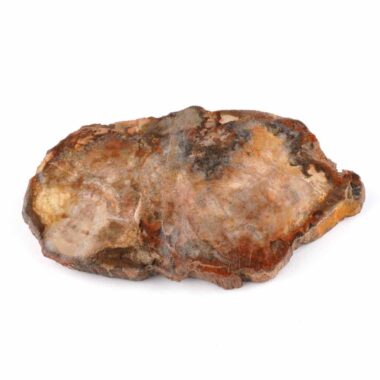 Versteinertes Holz Scheibe | Platte bunt Natur in bester Farbe und Maserung Edelsteine Heilsteine bei Wunderstein24