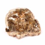 Versteinertes Holz Scheibe | Platte bunt Natur in bester Farbe und Maserung Edelsteine Heilsteine bei Wunderstein24