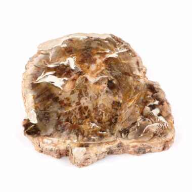 Versteinertes Holz Scheibe | Platte bunt Natur in bester Farbe und Maserung Edelsteine Heilsteine bei Wunderstein24