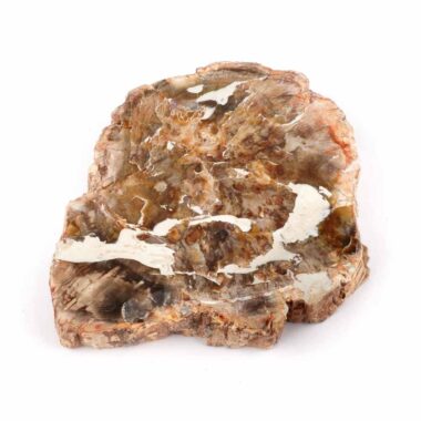 Versteinertes Holz Scheibe | Platte bunt Natur in bester Farbe und Maserung Edelsteine Heilsteine bei Wunderstein24 Versteinertes Holz Scheibe | Platte bunt Natur in bester Farbe und Maserung Edelsteine Heilsteine bei Wunderstein24