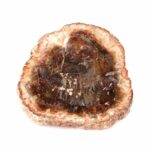 Versteinertes Holz Scheibe | Platte bunt Natur in bester Farbe und Maserung Edelsteine Heilsteine bei Wunderstein24