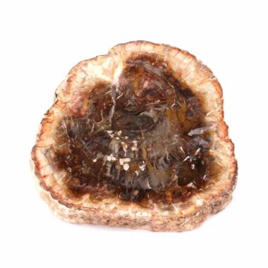 Versteinertes Holz Scheibe | Platte bunt Natur in bester Farbe und Maserung Edelsteine Heilsteine bei Wunderstein24