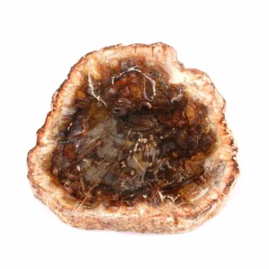 Versteinertes Holz Scheibe | Platte bunt Natur in bester Farbe und Maserung Edelsteine Heilsteine bei Wunderstein24