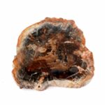 Versteinertes Holz Scheibe | Platte bunt Natur in bester Farbe und Maserung Edelsteine Heilsteine bei Wunderstein24