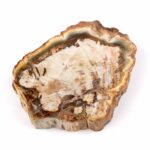 Versteinertes Holz Scheibe | Platte bunt Natur in bester Farbe und Maserung Edelsteine Heilsteine bei Wunderstein24