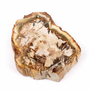 Versteinertes Holz Scheibe | Platte bunt Natur in bester Farbe und Maserung Edelsteine Heilsteine bei Wunderstein24