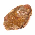 Versteinertes Holz Scheibe | Platte bunt Natur in bester Farbe und Maserung Edelsteine Heilsteine bei Wunderstein24