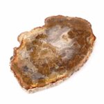 Versteinertes Holz Scheibe | Platte bunt Natur in bester Farbe und Maserung Edelsteine Heilsteine bei Wunderstein24 Versteinertes Holz Scheibe | Platte bunt Natur in bester Farbe und Maserung Edelsteine Heilsteine bei Wunderstein24