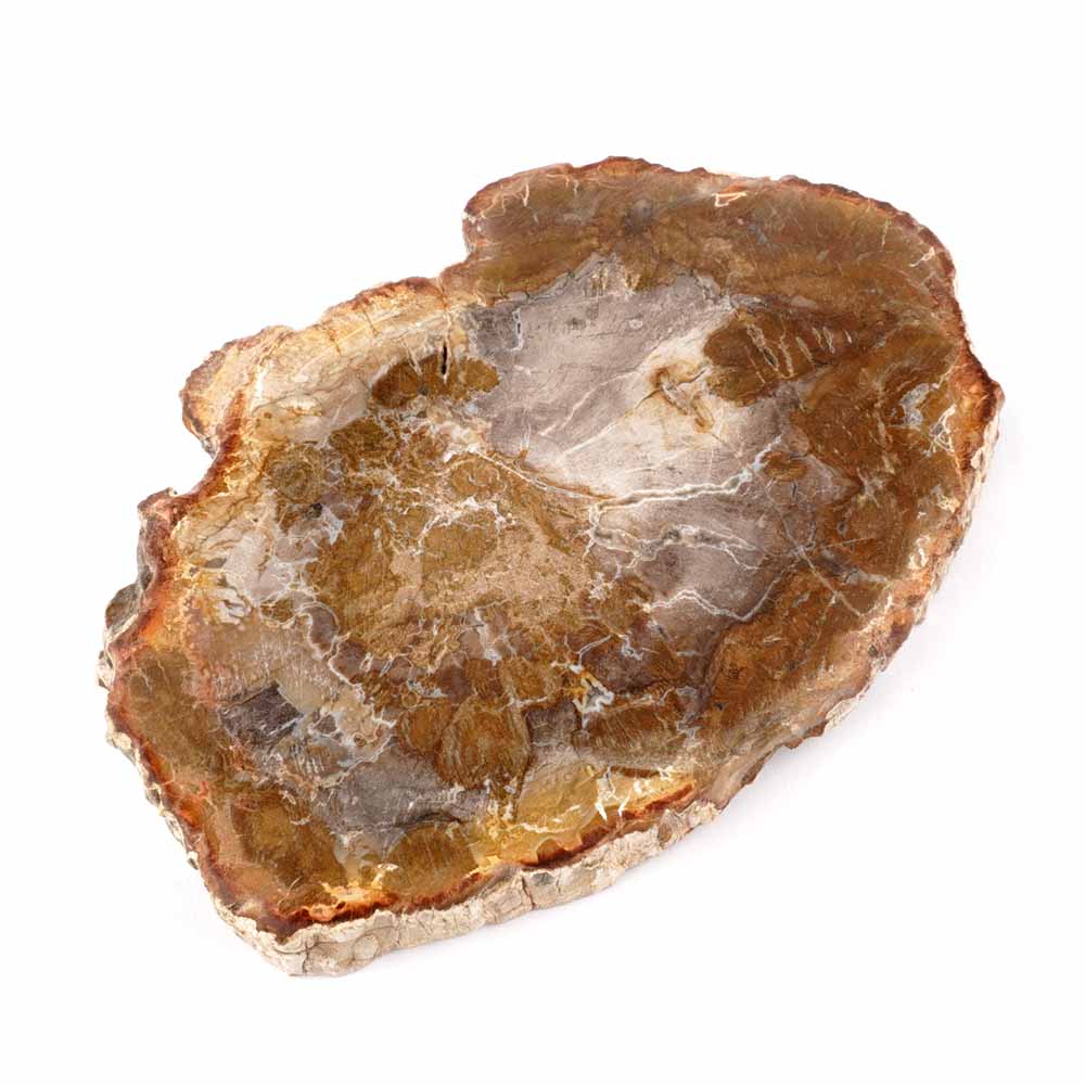 Versteinertes Holz Scheibe | Platte bunt Natur in bester Farbe und Maserung Edelsteine Heilsteine bei Wunderstein24 Versteinertes Holz Scheibe | Platte bunt Natur in bester Farbe und Maserung Edelsteine Heilsteine bei Wunderstein24