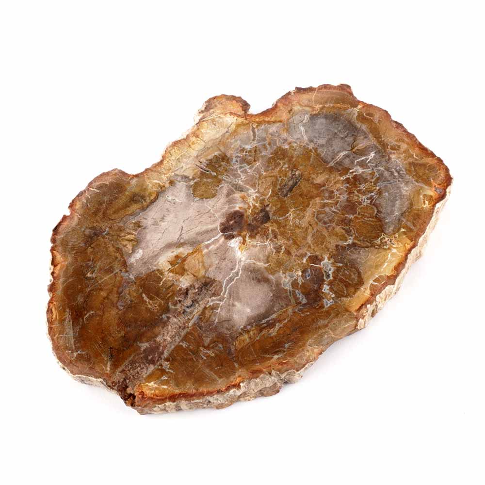 Versteinertes Holz Scheibe | Platte bunt Natur in bester Farbe und Maserung Edelsteine Heilsteine bei Wunderstein24 Versteinertes Holz Scheibe | Platte bunt Natur in bester Farbe und Maserung Edelsteine Heilsteine bei Wunderstein24