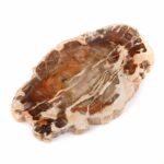 Versteinertes Holz Scheibe | Platte bunt Natur in bester Farbe und Maserung Edelsteine Heilsteine bei Wunderstein24