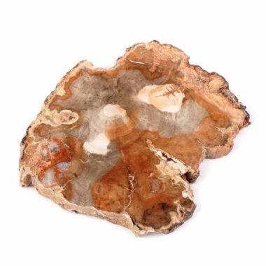 Versteinertes Holz Scheibe | Platte bunt Natur in bester Farbe und Maserung Edelsteine Heilsteine bei Wunderstein24