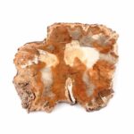 Versteinertes Holz Scheibe | Platte bunt Natur in bester Farbe und Maserung Edelsteine Heilsteine bei Wunderstein24